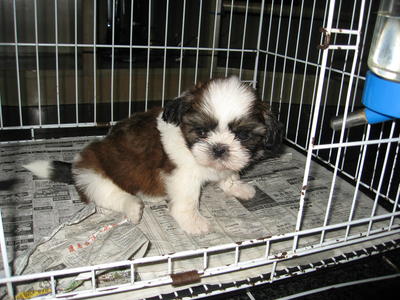 Male Shih Tzu - Shih Tzu Dog