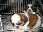 Male Shih Tzu - Shih Tzu Dog