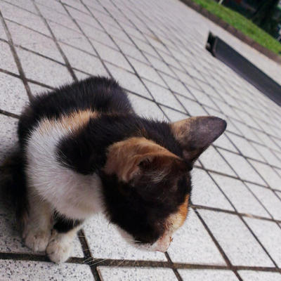 Baby - Calico Cat