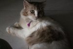 Jandi - Persian Cat