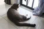 Junpyo - Domestic Short Hair Cat