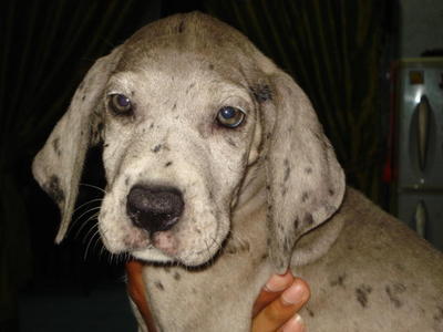 Great Dane Puppy For Sale - Great Dane Dog