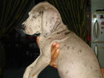 Great Dane Puppy For Sale - Great Dane Dog