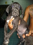 Great Dane Puppy For Sale - Great Dane Dog