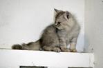 Kitten Mainecoon Max Chinchilla Per - Chinchilla + Maine Coon Cat