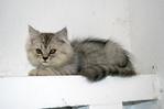 Kitten Mainecoon Max Chinchilla Per - Chinchilla + Maine Coon Cat