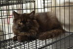 Kitten Mainecoon Max Chinchilla - Chinchilla + Maine Coon Cat