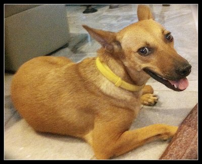 Yodaa - Miniature Pinscher Mix Dog