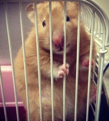 熊熊 - Common Hamster Hamster