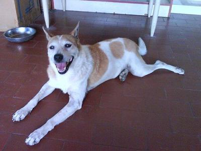 Patches - Mixed Breed Dog