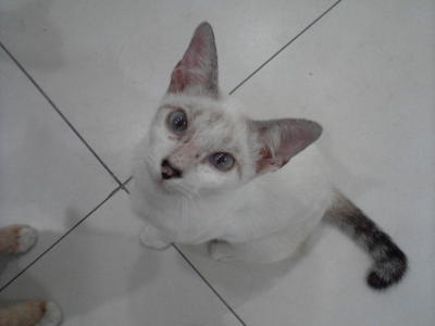 Rania - Domestic Short Hair Cat