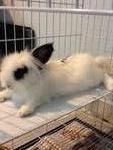 Mookie - Angora Rabbit + Dwarf Rabbit