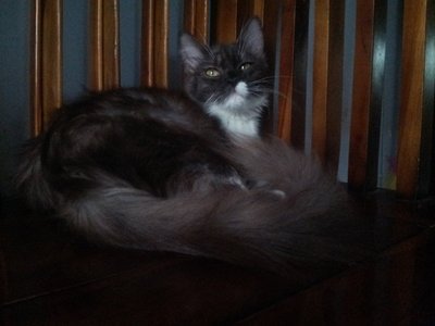 Quen - Siamese + Persian Cat