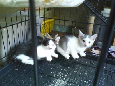 Ibu Dan Anak2 Kucing - Domestic Medium Hair Cat