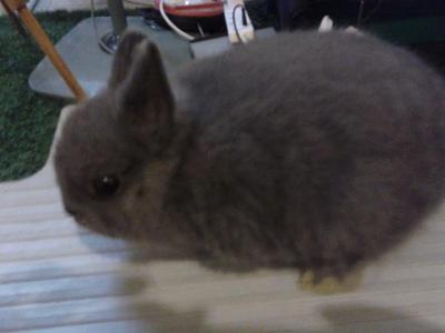 Netherland Dwaft - Netherland Dwarf Rabbit