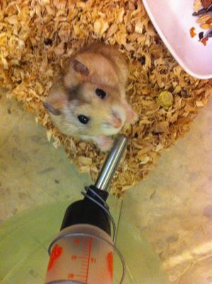 Winter Hamster - Syrian / Golden Hamster Hamster