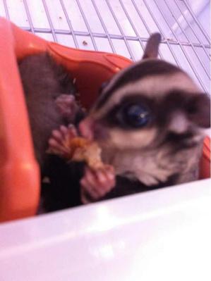 Sugar Glider - Sugar Glider Small & Furry