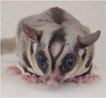 Sugar Glider - Sugar Glider Small & Furry