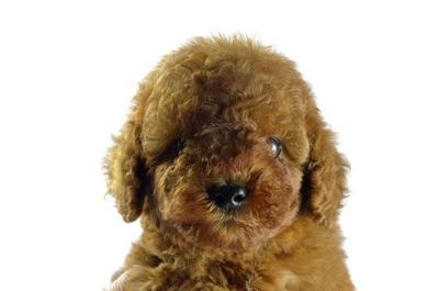 Tiny Toy Poodle - Teddy Bear - Poodle Dog