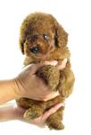 Tiny Toy Poodle - Teddy Bear - Poodle Dog