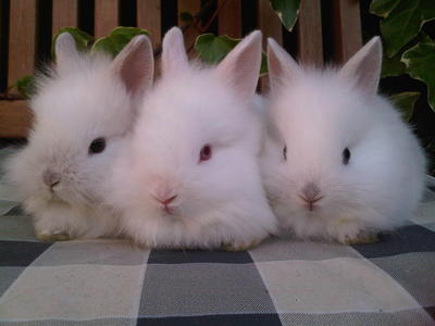 Usa Lion Head - Lionhead Rabbit