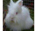 Usa Lion Head - Lionhead Rabbit