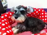 Taiwan Line Schnauzher With Mka - Schnauzer Dog