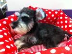 Taiwan Line Schnauzher With Mka - Schnauzer Dog