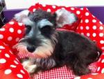 Taiwan Line Schnauzher With Mka - Schnauzer Dog