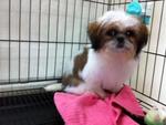 Mini Shih Tzu - Shih Tzu Dog