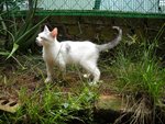 Sura - Domestic Short Hair Cat