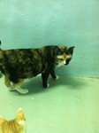 Cherry (Please Read Description) - Domestic Short Hair Cat