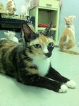 Cherry (Please Read Description) - Domestic Short Hair Cat