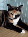 Cherry (Please Read Description) - Domestic Short Hair Cat