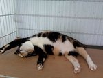 Cherry (Please Read Description) - Domestic Short Hair Cat