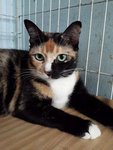 Cherry (Please Read Description) - Domestic Short Hair Cat