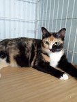 Cherry (Please Read Description) - Domestic Short Hair Cat