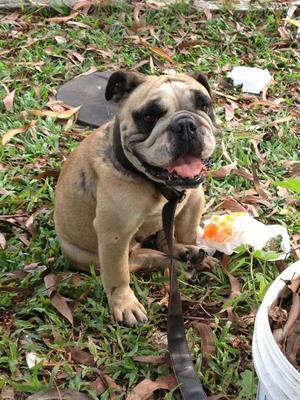 Adopted-bull Dog Found 27032013 - English Bulldog Dog