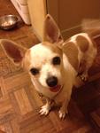 Cross Chihuahua  Found 26032013 - Chihuahua + Miniature Pinscher Dog