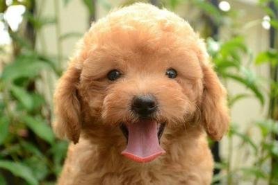 Toy Poodle (Brown) - Poodle Dog