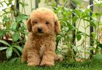 Toy Poodle (Brown) - Poodle Dog