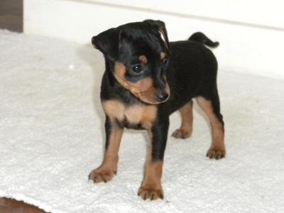 Male Mini Pinscher Puppy - Miniature Pinscher Dog