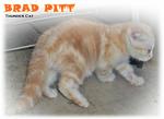 Brad Pitt - Scottish Fold Cat