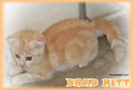 Brad Pitt - Scottish Fold Cat