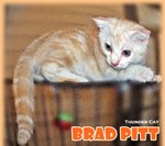 Brad Pitt - Scottish Fold Cat