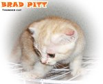 Brad Pitt - Scottish Fold Cat