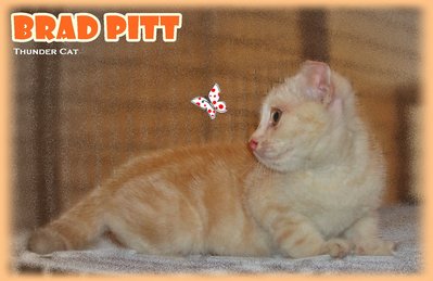 Brad Pitt - Scottish Fold Cat