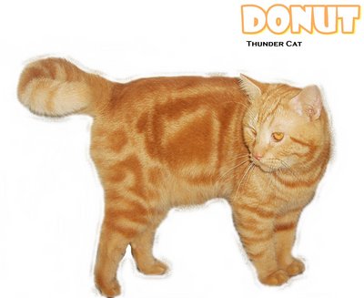 Donut (Red Tabby) - British Shorthair Cat