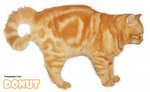 Donut (Red Tabby) - British Shorthair Cat