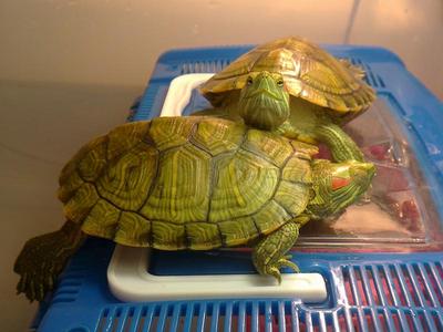 Iggy And Mocha - Turtle Reptile